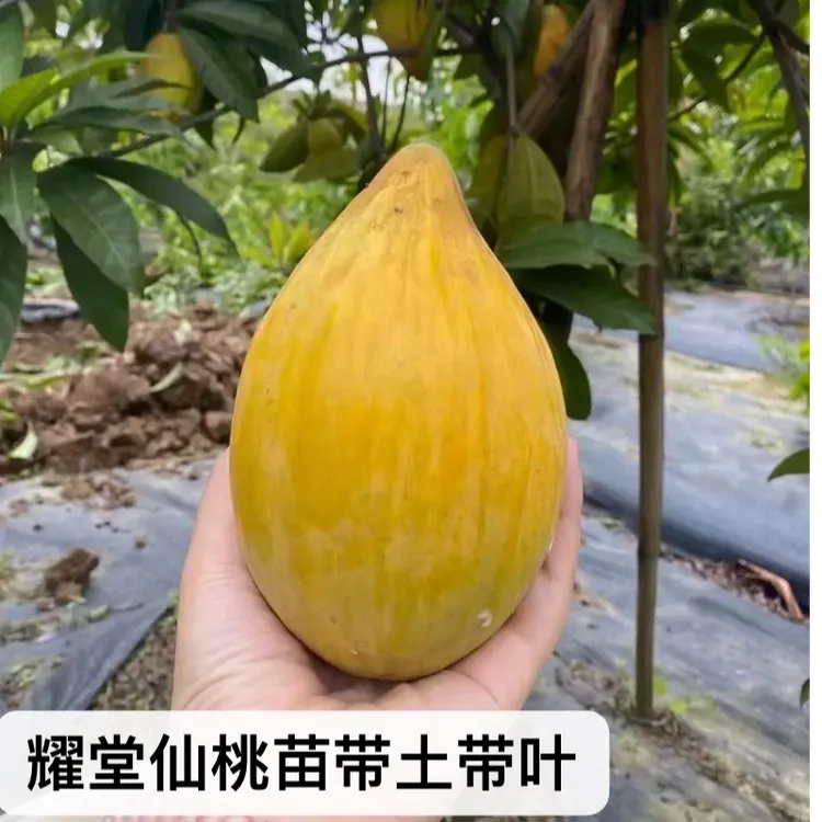 耀堂仙桃苗 蛋黄果 AL罗斯果 寿桃 带土带叶