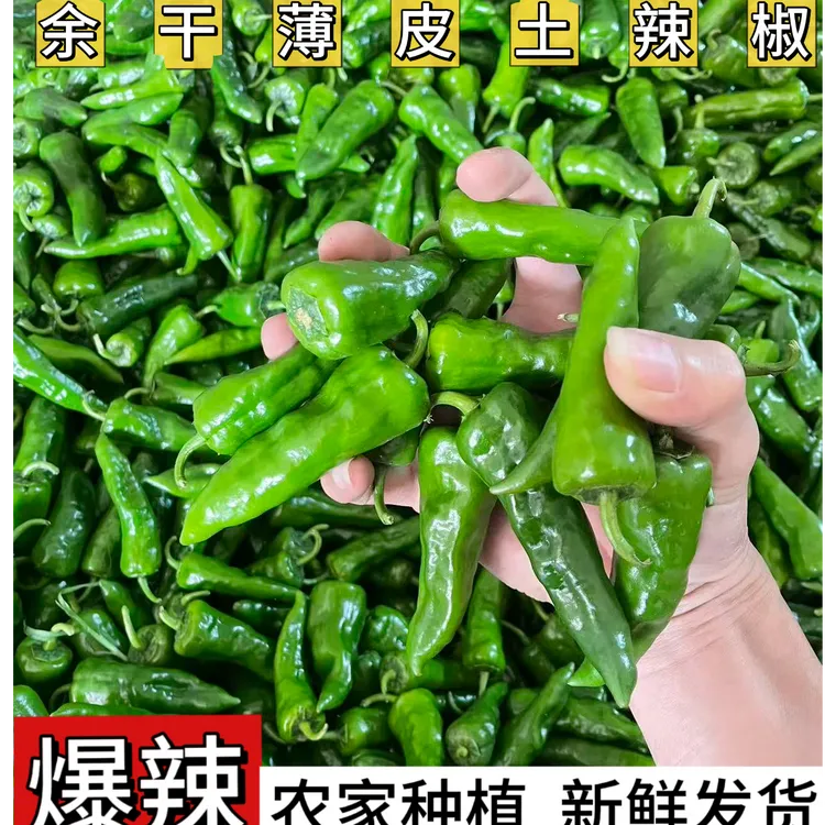 正宗余干辣椒土辣椒新鲜采摘小辣椒1/2/5斤特辣薄皮辣椒产地直发