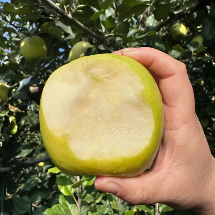 陕西杨凌瑞雪苹果二级轻微瑕疵清甜清香脆甜爽口苹果陕西瑞雪苹果