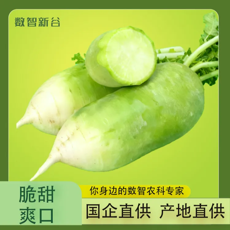 卫辉露头青萝卜新鲜现挖脆甜多汁口感清脆老品种蔬菜