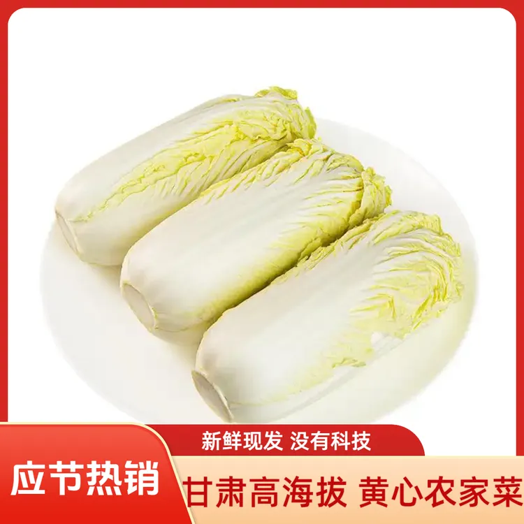 甘肃高原新鲜现砍黄心娃娃菜新鲜嫩脆甘甜口感好露天种植霜打菜