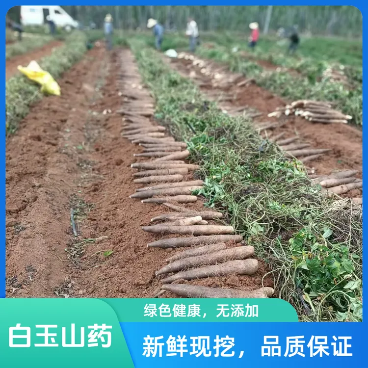 山药正宗铁棍山药正宗白玉山药现挖产地直发山药香淮山软糯香甜x1