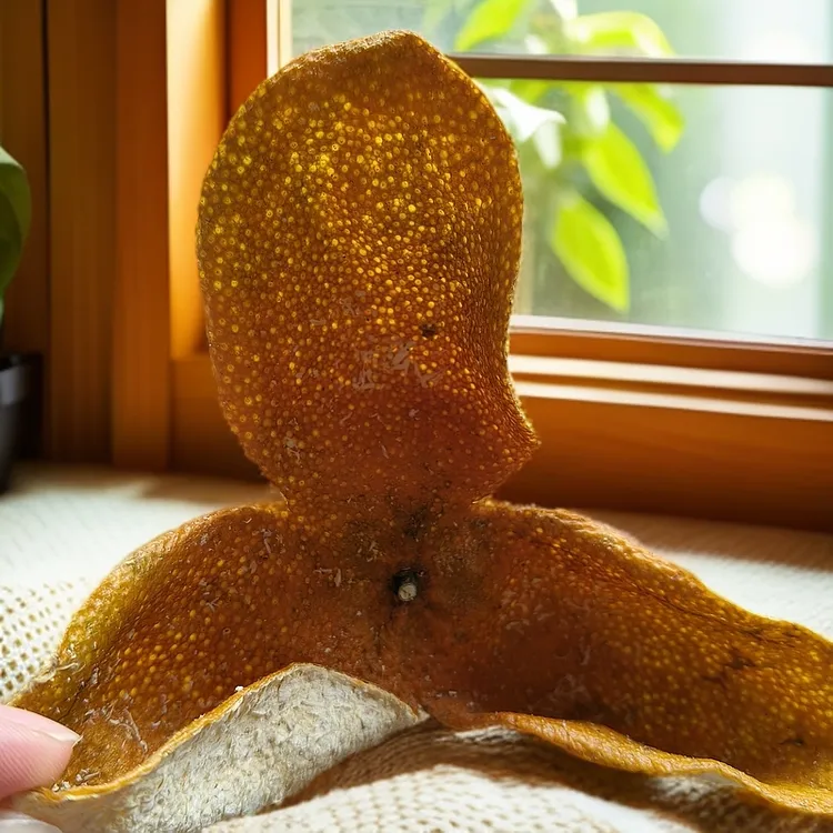 2024新会天马圈枝冬后大红皮阳光生晒糯香甜润