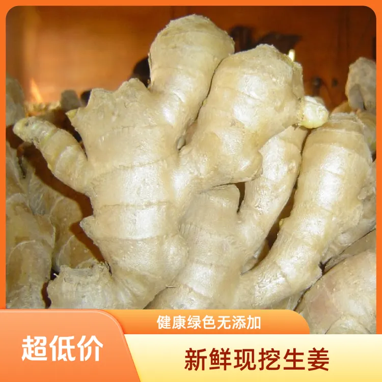 正宗老姜山东大姜干姜新鲜微泥生姜老姜辛辣味浓