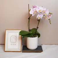 悠花里蝴蝶兰（天使 3.0寸 带花带花苞苗情超好）开花珠发货