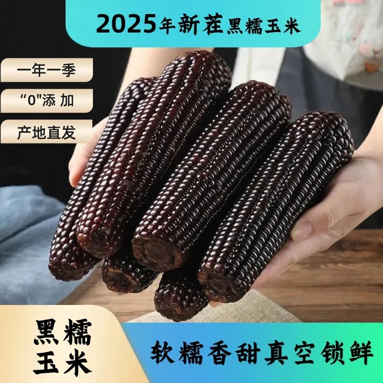 山西2025年头茬花青素软糯黑糯玉米10支