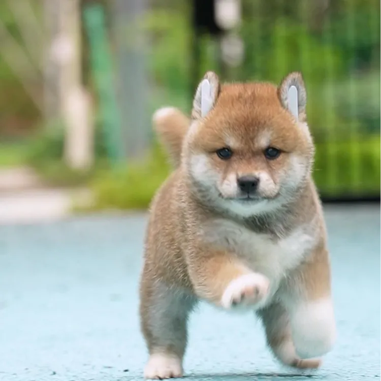 0704拍摄6号柴犬狗狗幼犬宠物弟弟①7.7②7.27