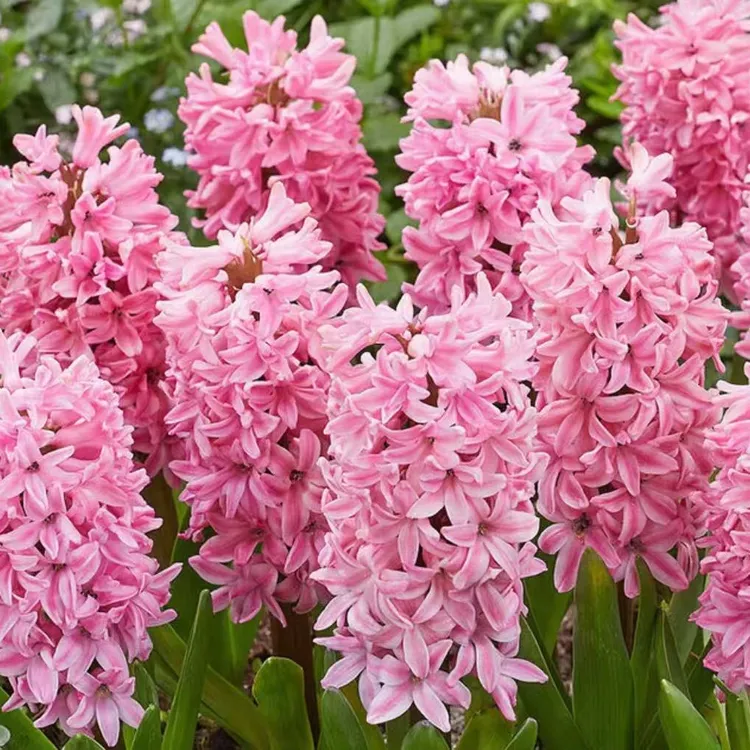 新款水培风信子懒人带花瓶水培种球荷兰进口可盆栽阳台花卉爆花