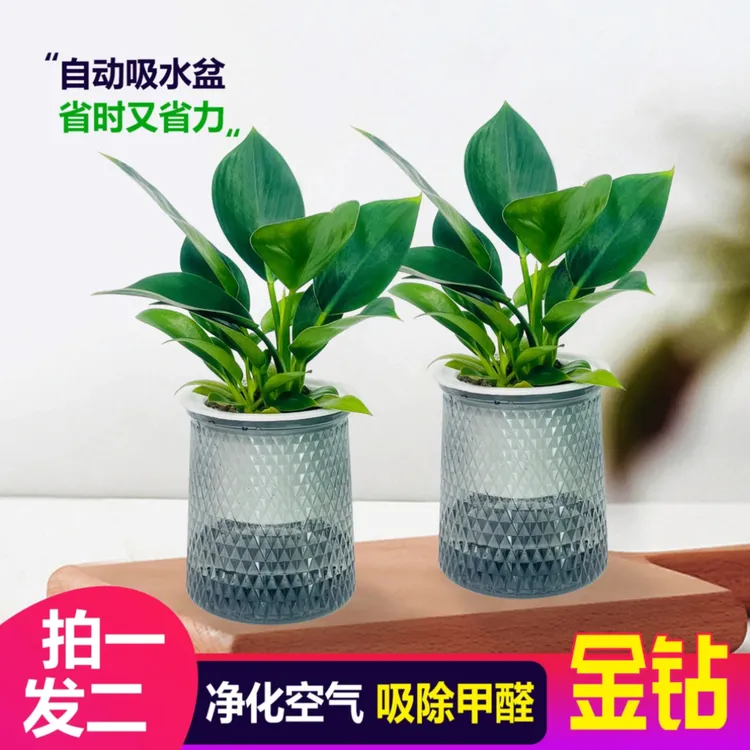 【 买一送一】金钻盆栽室内净化空气美观桌面绿植窗台客厅四季常青