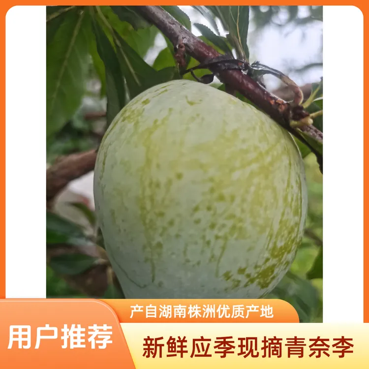 新鲜应季现摘青油奈李脆甜多汁核小肉厚孕妇水果