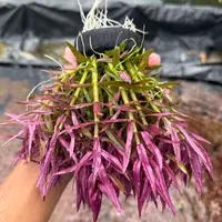 [紫三角]坨装紫色水草可长出水面中后景草缸造景阳性水草淡水鱼缸