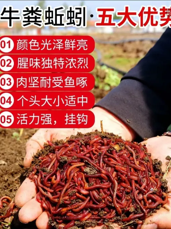 鲜活蚯蚓活饵腥味十足适用于野钓黑坑垂钓鱼饵
