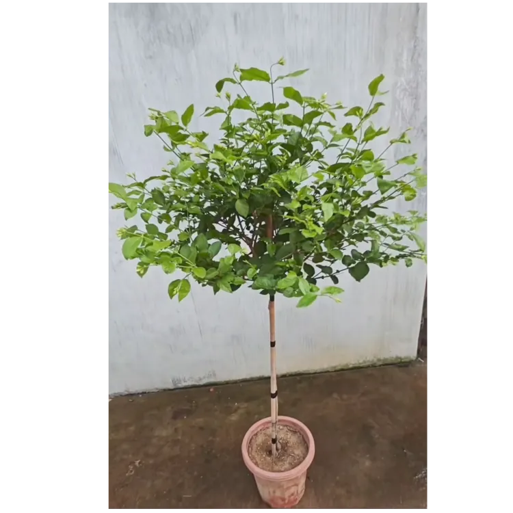 单瓣笔尖茉莉花重瓣笔尖巴西茉莉花高杆棒棒糖盆栽直播间一物一拍