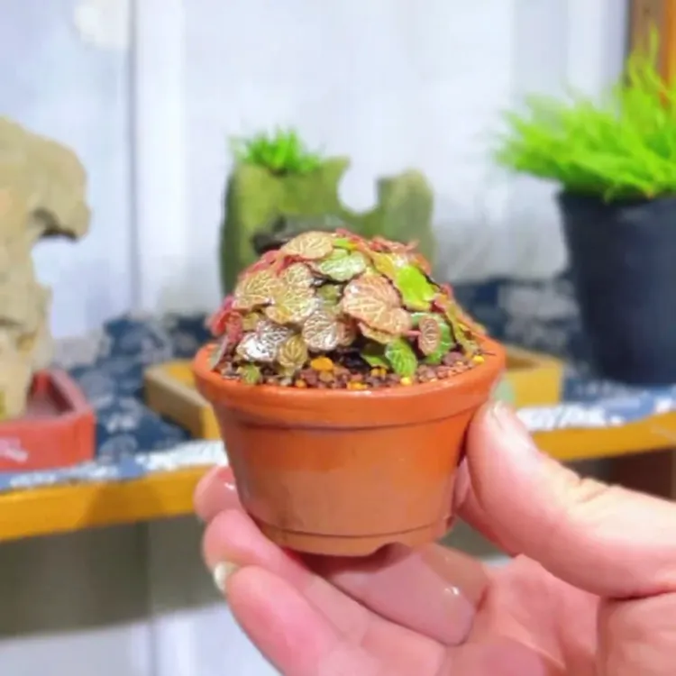 【云溪先生捌】小陶盆姬虎耳草七变化御锁车虎耳草苗姬虎儿植物绿植