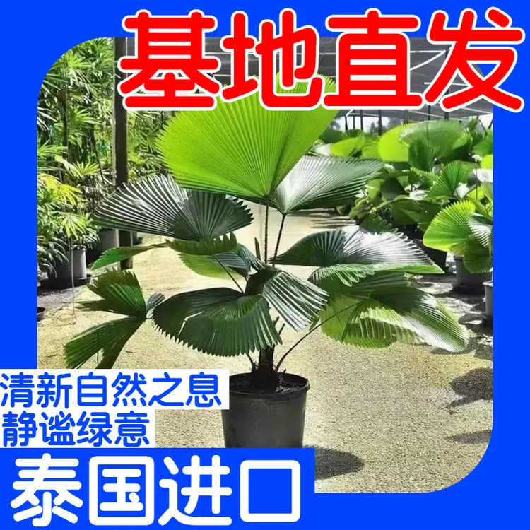 圆叶轴榈大型绿植贵族观叶植物净化空气易养护新手推荐