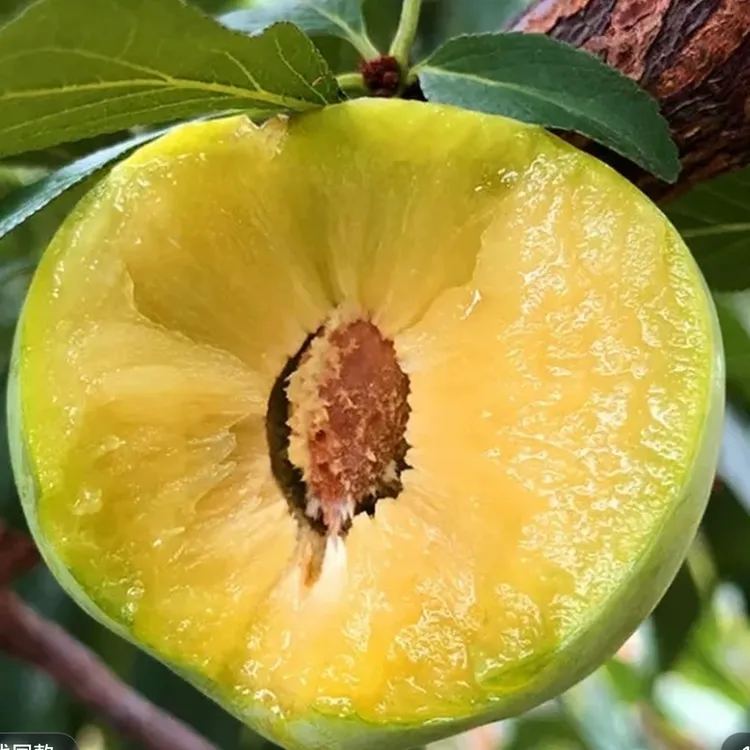 重庆晚熟脱骨青脆新鲜应季水果脆甜多汁核小肉厚