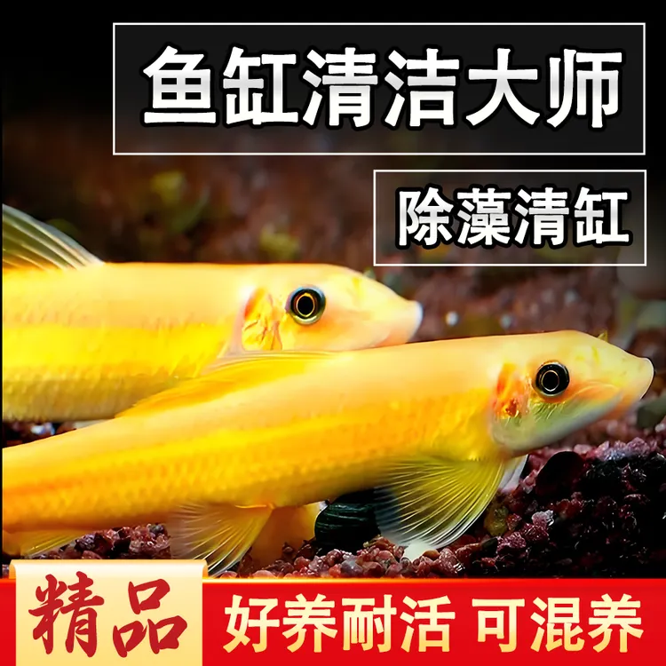 金苔鼠鱼观赏鱼清洁鱼活体工具鱼除藻吃粪便鱼缸水族箱