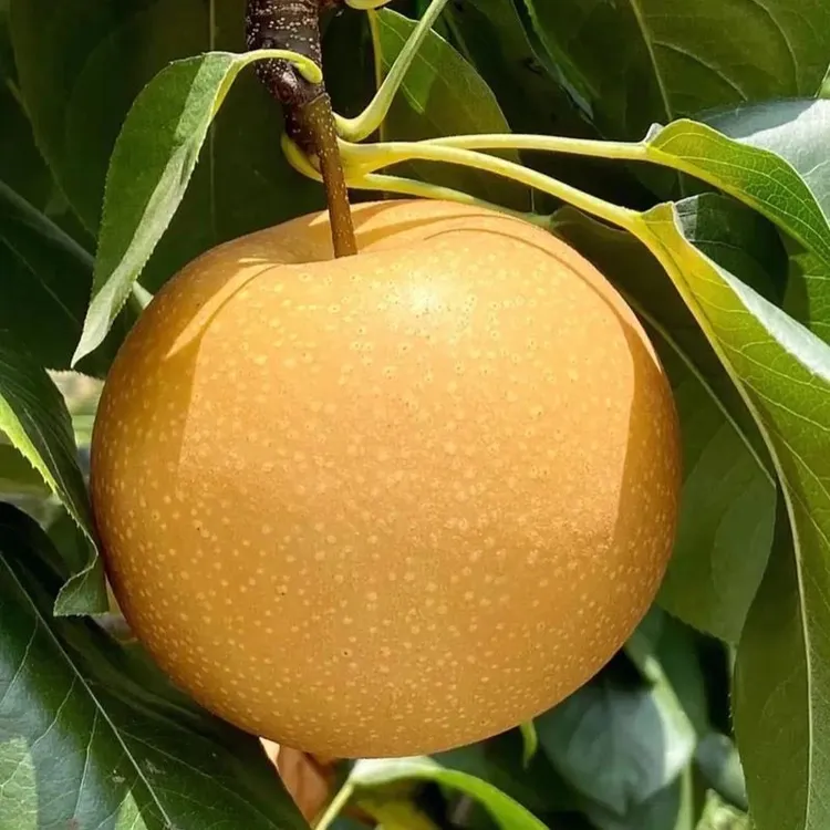  【胖姐推荐】山东聊城秋月梨