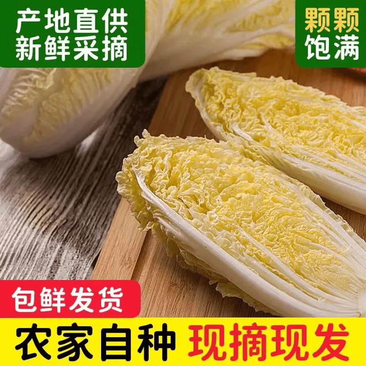 露天种植新鲜黄心大娃娃菜健康营养绿色蔬菜火锅小白菜