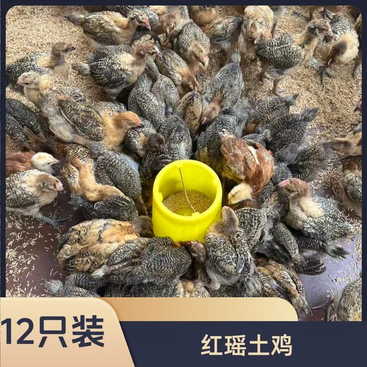 红瑶土鸡四两半斤左右宠物鸡公母可选疫苗齐全顺丰包邮