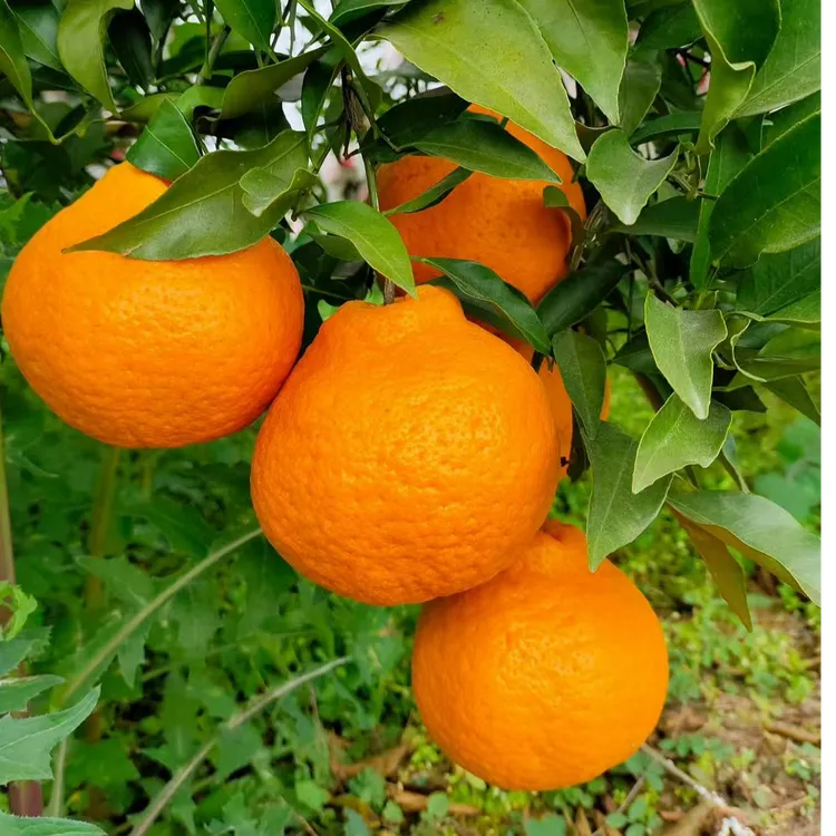 不知火丑橘苗树南北方庭院盆栽地栽嫁接香甜丑八怪柑桔子当年结果