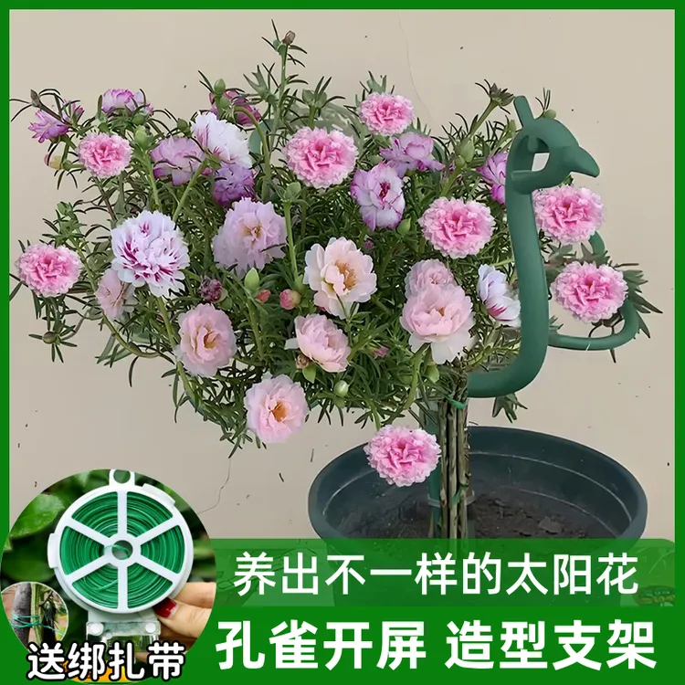 新款太阳花造型支架孔雀开屏园艺花架子阳台爬藤植物防倒伏支撑杆