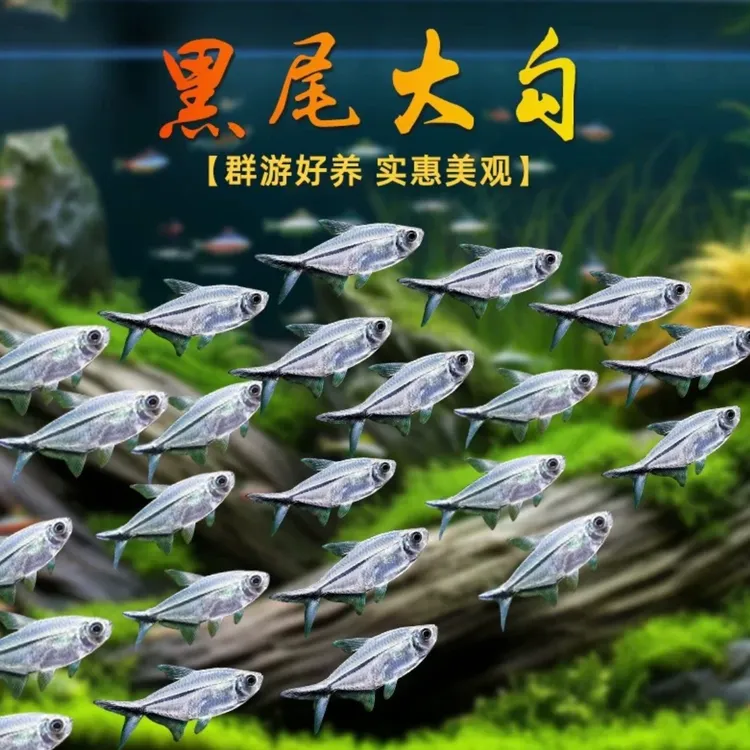 小型观赏鱼黑尾大勾超萌群游训练耐养热带观赏鱼草缸群游鱼