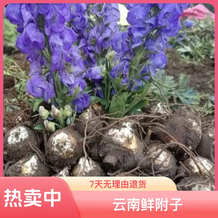 云南鲜付子，专用农家肥种植