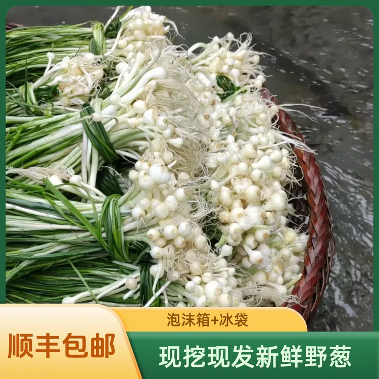 新鲜野葱小根蒜野蒜野胡葱野山葱苦藠苦茭小蒜小根蒜薤白洗净发货