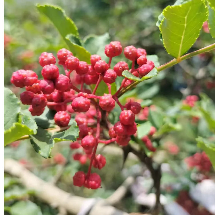 小宋支书专属甘肃陇南文县天池大红袍花椒食用花椒麻椒山楂山里红