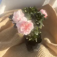 粉色杜鹃花盆栽带花苞四季开花