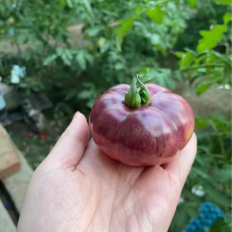 山东寿光紫罗兰西红柿花青素西红柿