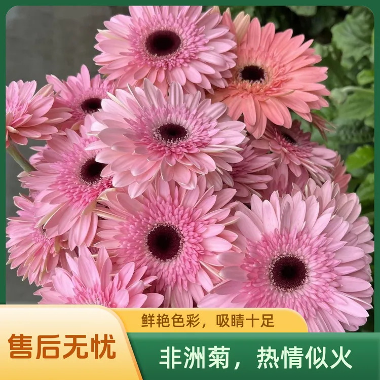 云南基地直发非洲菊旺夫扶朗花太阳花一件包邮