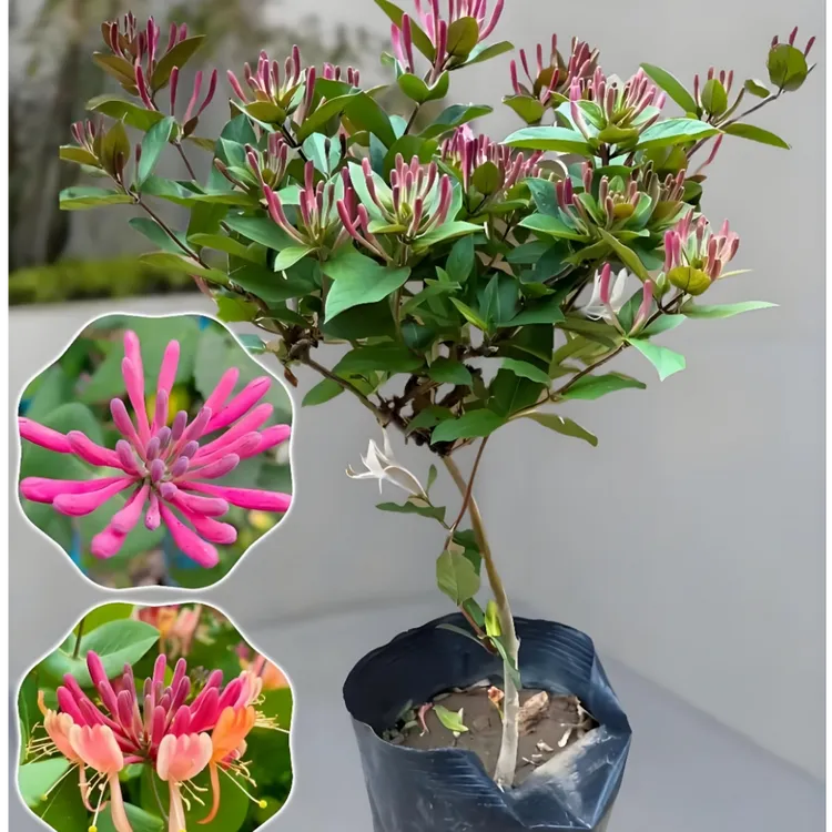四季多彩金银花盆栽地栽庭院南北方易成活好打理可泡茶可闻香驱蚊