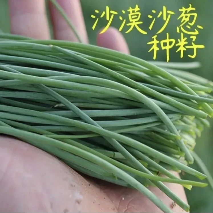 【蒙古韭葱内蒙古种子】沙葱种子耐旱四季韭葱香葱盆栽阳台蔬菜种籽商品图