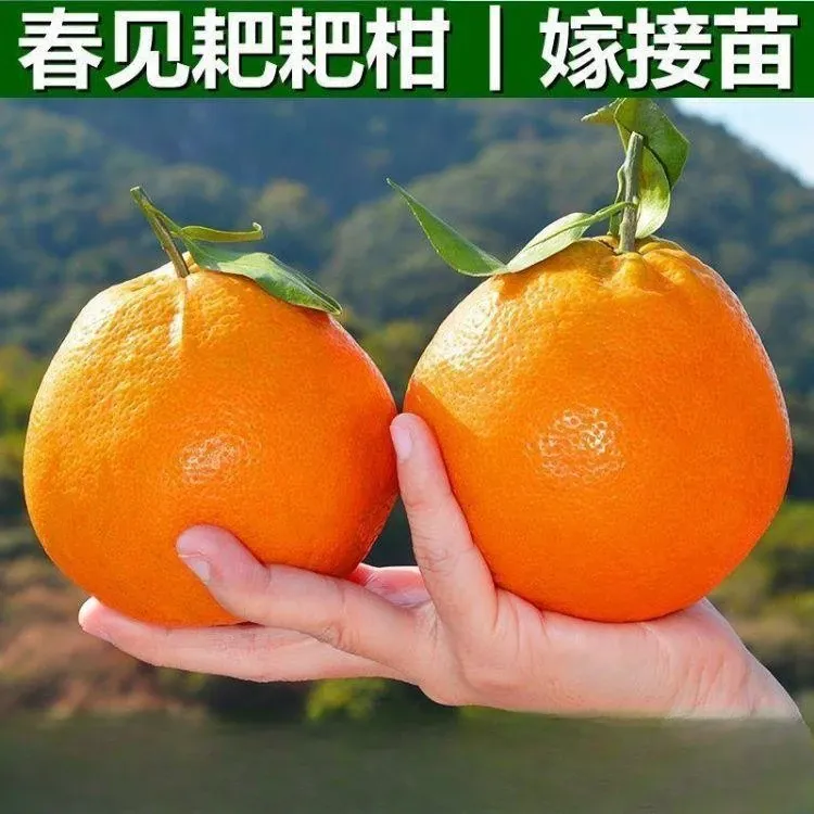 春见耙耙柑树苗正宗四川嫁接柑橘树苗地栽丑橘苗当年结果橘子树苗