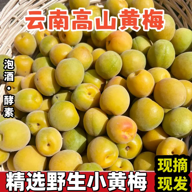 【顺丰空运】云南高山黄梅5斤新鲜现摘泡酒专用酸梅子精选小黄梅