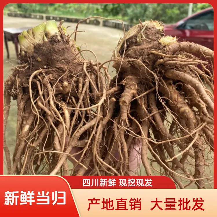 农味鲜四川新鲜甜当归500g现挖现发 煲汤 炖品辅料农味鲜