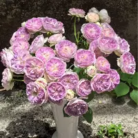 【一品花集】【蓝月石】超稀有多头玫瑰