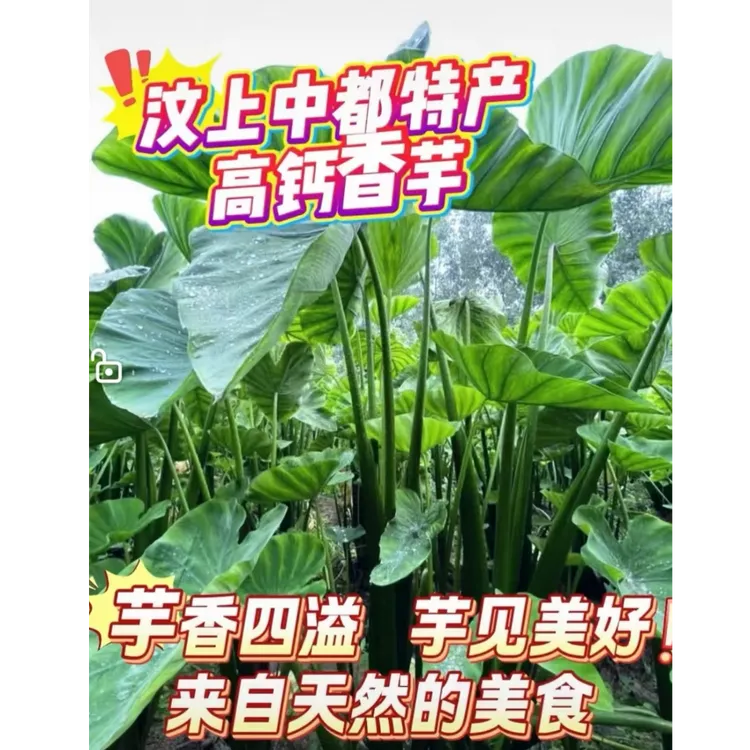 中都香芋香甜软糯当季新鲜农产品产地直发健康人群首选