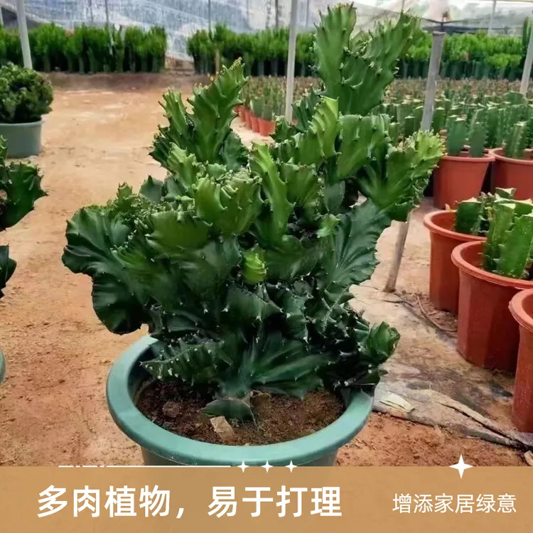 玉麒麟多肉盆栽室内办公桌麒麟五指山万重山火麒麟仙人掌植物花卉