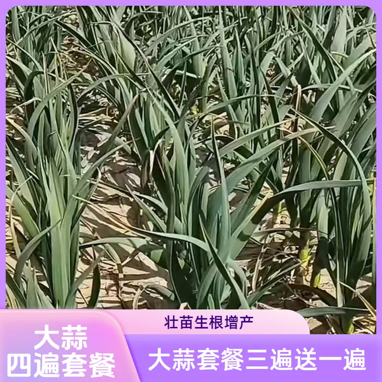 大蒜三遍套餐送一瓶蒜清增产营养壮苗生根叶面肥组合