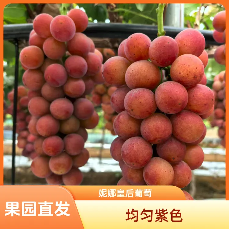 妮娜皇后葡萄一级果新鲜水果整串发货1斤包邮
