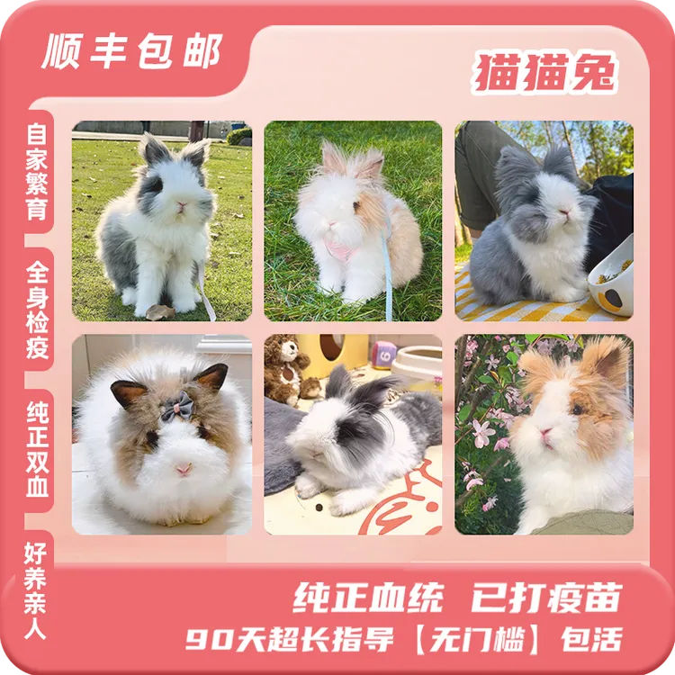【年中特惠】纯种双血猫猫宠物兔猫猫兔长毛猫猫兔盖脸猫猫兔