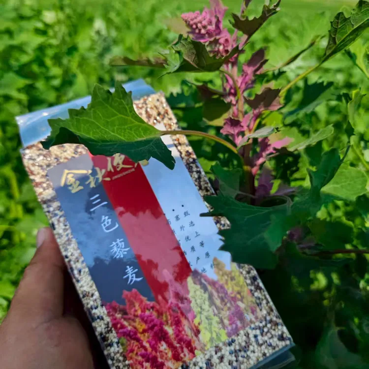 金秋使者坝上沃土三色藜麦米1000g颗粒【粥饭轻食营养代餐】二斤装