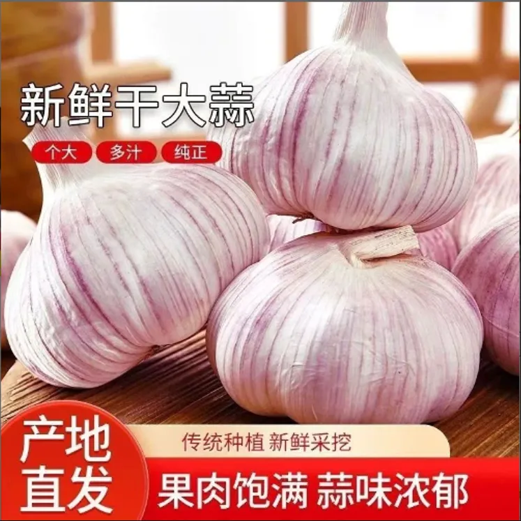 【2025新干】新鲜新干直发紫紫皮大蒜独头蒜干正宗云南农家特色蔬菜