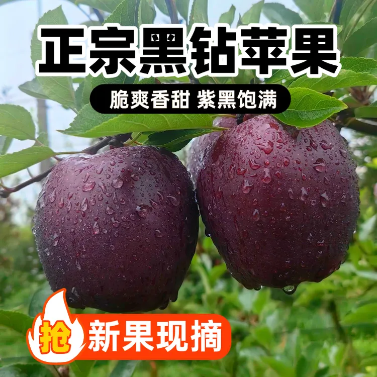 优品鲜 天水黑钻苹果精选礼盒12枚 净重5.5-6斤（80#-85#）