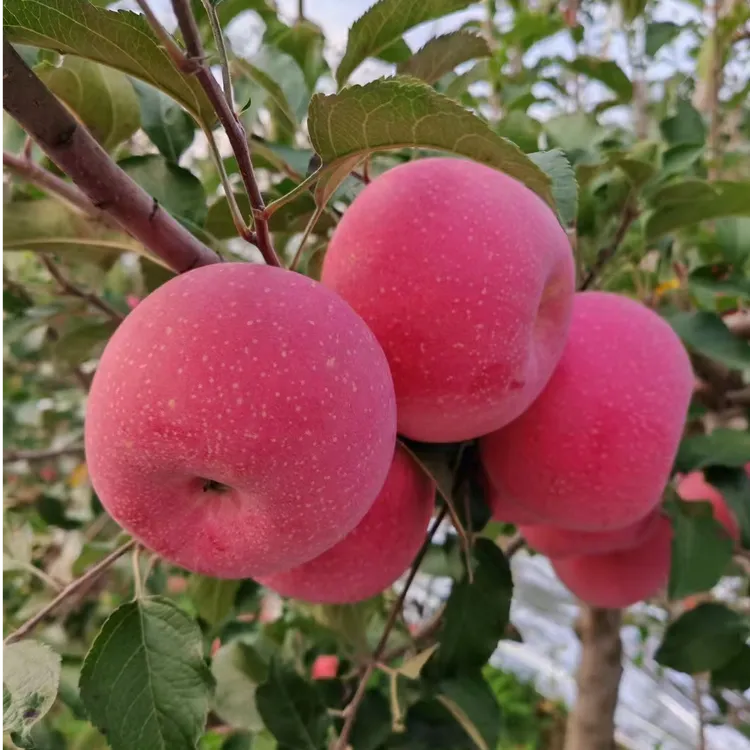 【礼盒装丨超大果】正宗山西吉县壶口红富士苹果当季脆甜多汁