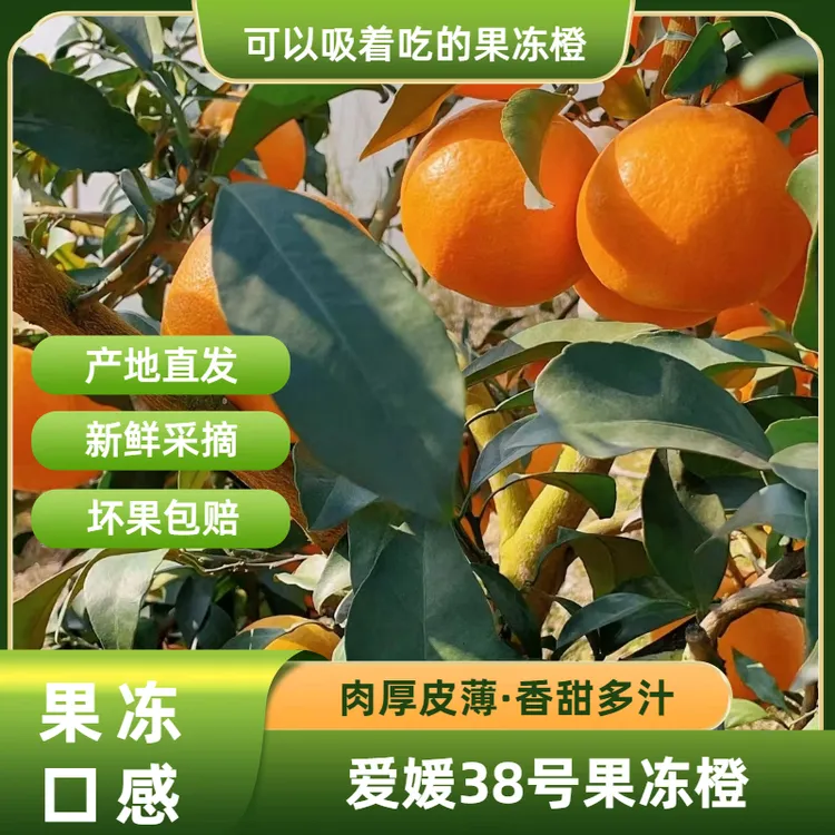 四川核心产区爱媛38号果冻橙新鲜采摘细腻无渣