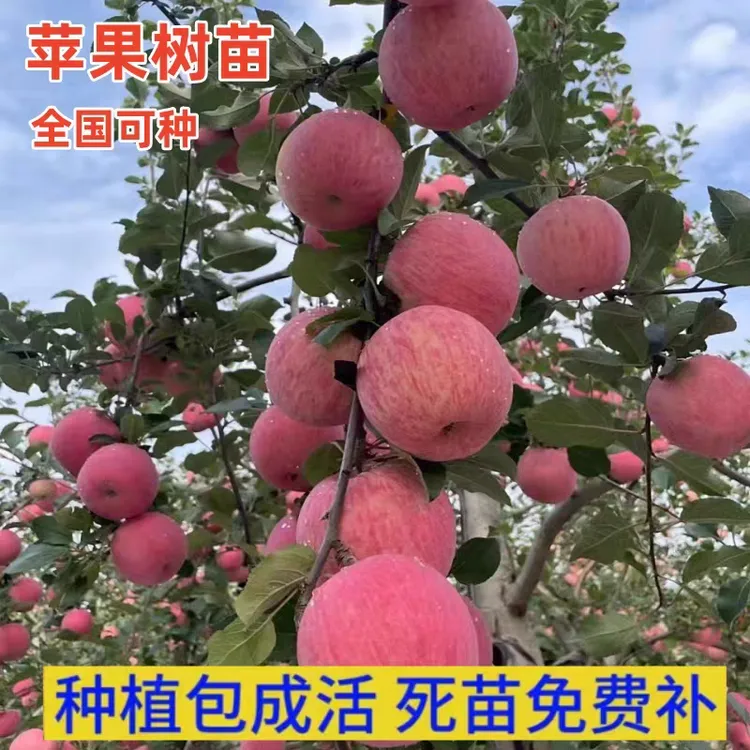 嫁接苹果树苗红富士冰糖心鸡心果树苗特大果当年结果盆栽地栽